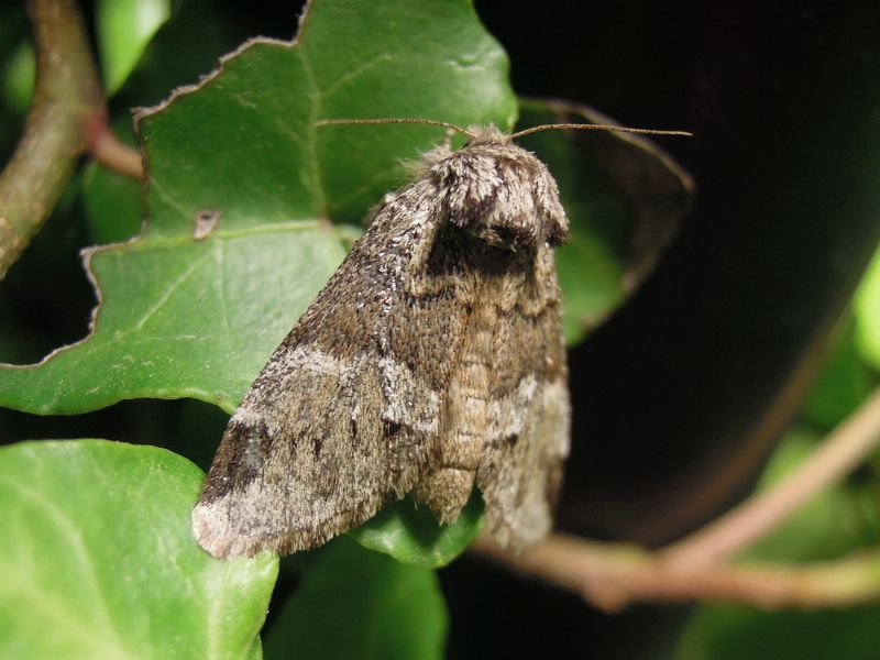 Drymonia dodonaea